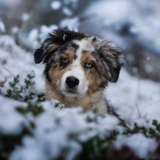 Cute dog aesthetic wallpaper