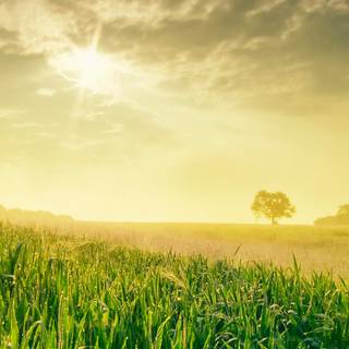 Early morning summer wallpaper