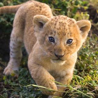 Cute lion cub wallpaper