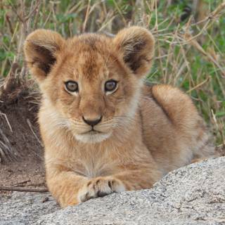 Cute lion cub wallpaper