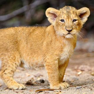 Cute lion cub wallpaper