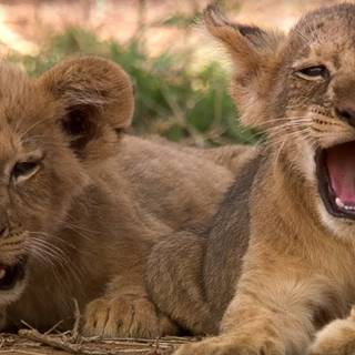 Cute lion cub wallpaper