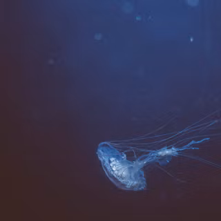 Underwater ocean iPhone wallpaper