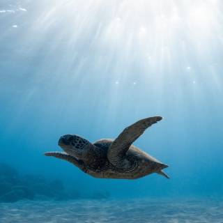 Underwater ocean iPhone wallpaper