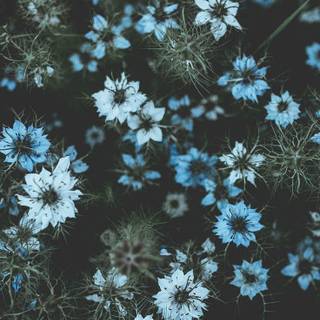 Preppy flowers wallpaper