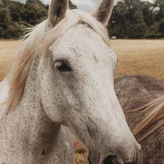 Grey horse wallpaper