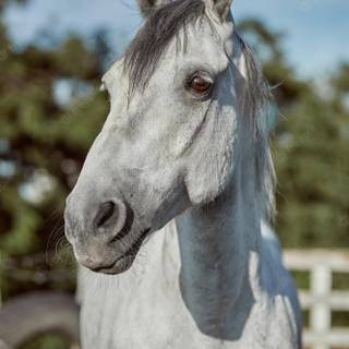 Grey horse wallpaper