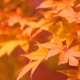 Close-up autumn wallpaper