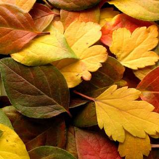 Close-up autumn wallpaper