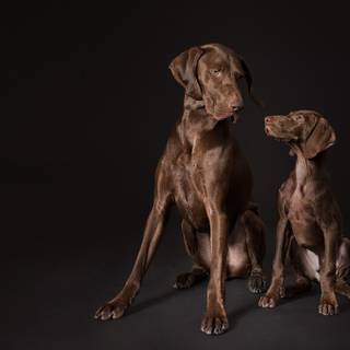 Pointer dog wallpaper