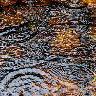 Rain and autumn wallpaper