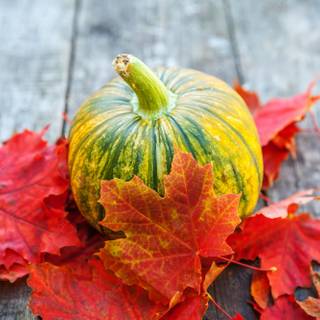 Autumn things wallpaper