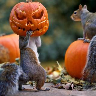 Fall Halloween desktop wallpaper