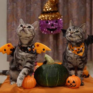 Halloween cat 4k wallpaper