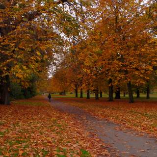 Autumn Hyde Park wallpaper