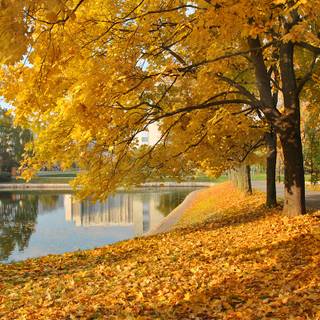 Autumn Hyde Park wallpaper