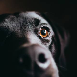 Dog black amoled wallpaper
