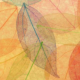 Abstract autumn colors wallpaper