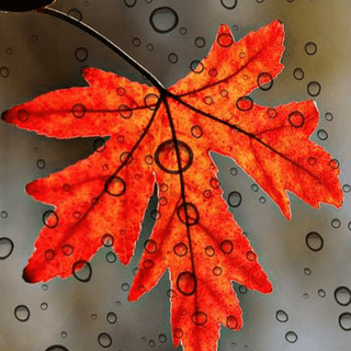 iPhone 4k autumn mobile full wallpaper