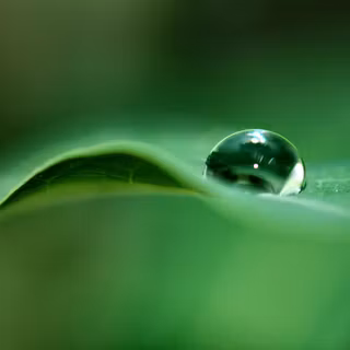 Dewdrop wallpaper