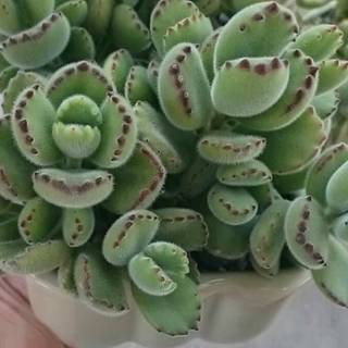 Bear paw succulent wallpaper