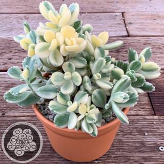 Bear paw succulent wallpaper