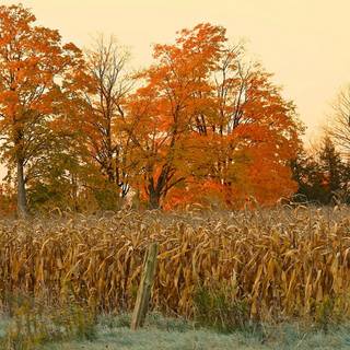 Halloween field wallpaper