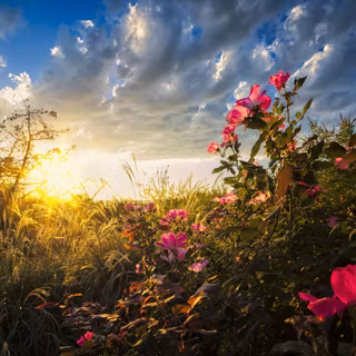 Field HD sunrise wallpaper