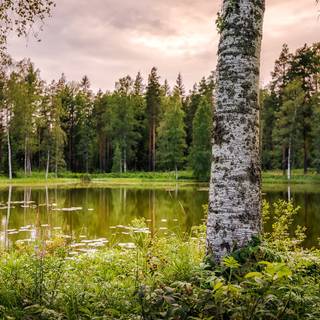 Summer Finland wallpaper