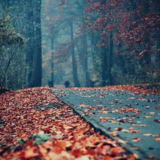 Aesthetic nature autumn wallpaper
