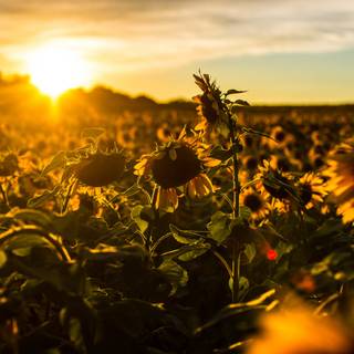Autumn sunflower wallpaper