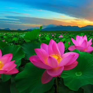 Pink lotus wallpaper
