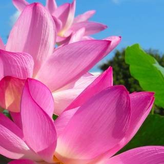 Pink lotus wallpaper