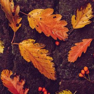 Dark autumn leaves wallpaper