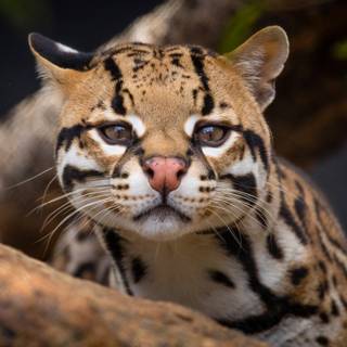 Margay wallpaper