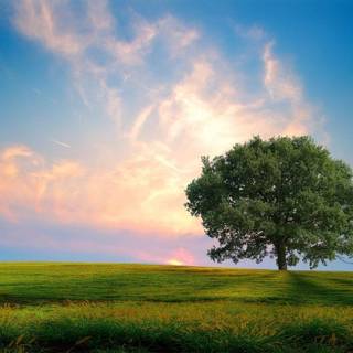 Trees and clouds wallpaper