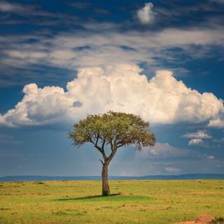 Trees and clouds wallpaper