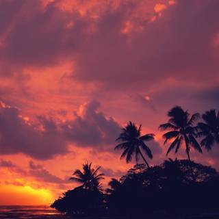 Trees and clouds wallpaper