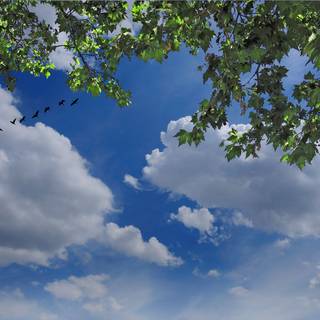 Trees and clouds wallpaper