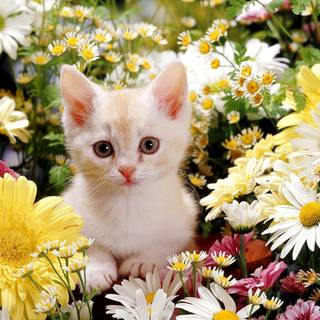 Cat and flowers wallpaper