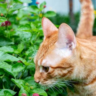 Cat and flowers wallpaper