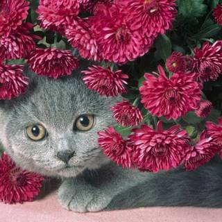 Cat and flowers wallpaper