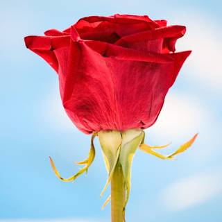 Khoobsurat wallpaper