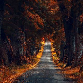 Autumn large wallpaper