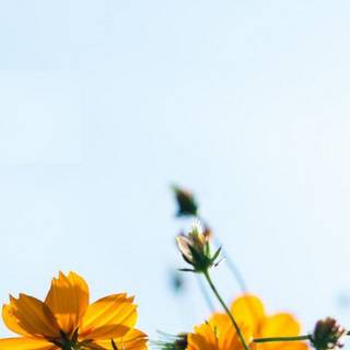 2023 yellow aesthetic wallpaper