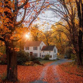 Frosty autumn morning wallpaper