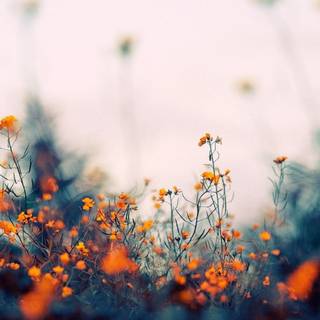 Aesthetic autumn Macbook wallpaper