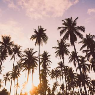 Palms summer wallpaper
