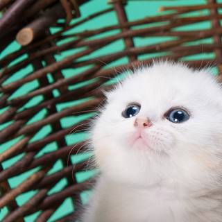 Pretty cats wallpaper