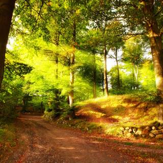 Autumn path wallpaper